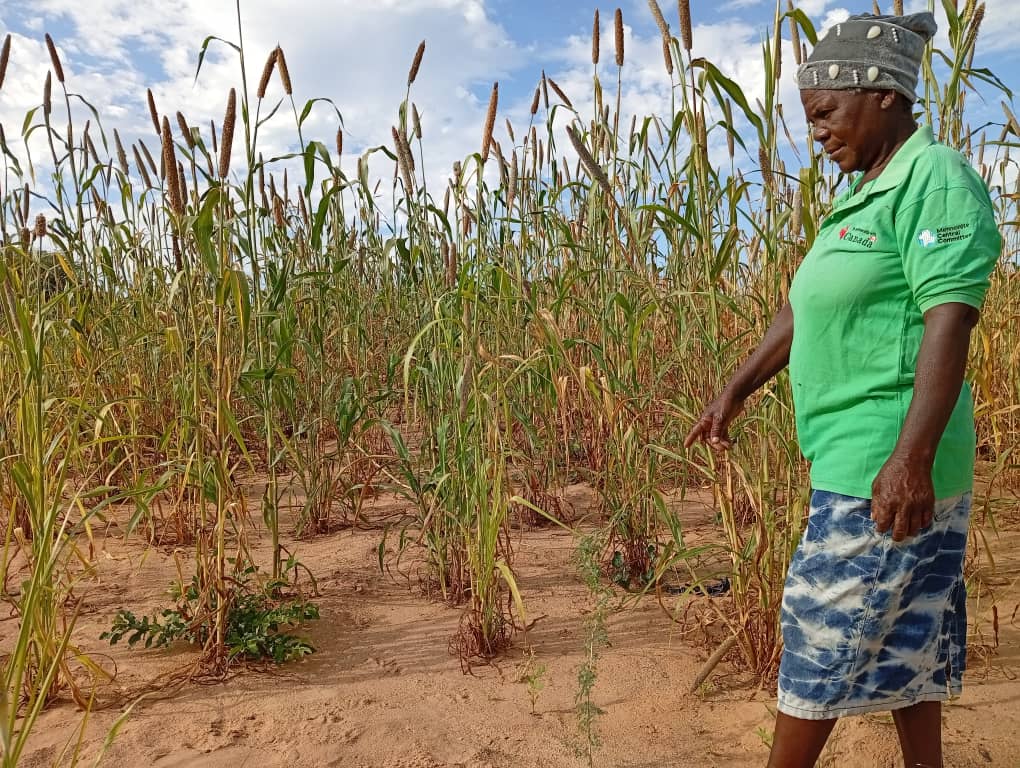 Fodder Project Kulima Mbobumi (KMTC) - Food Security & Livelihoods in Zimbabwe